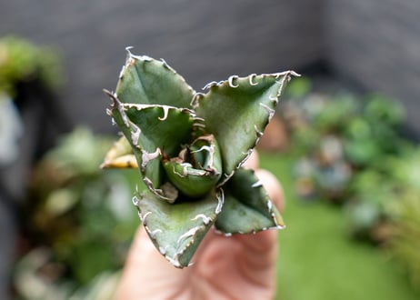 Agave titanota 白鯨嚴龍 カキコ NO.3