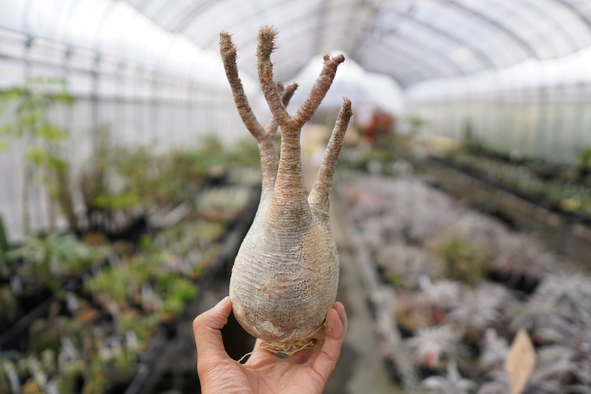 パキポディウム グラキリス 塊根植物 ドローン型 そら 抜き苗 