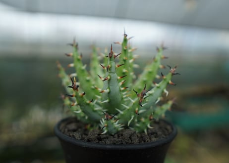 アロエ　エリナケア　Aloe erinacea