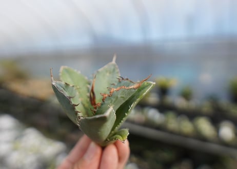 agave titanota 獅子光　lion light No.1