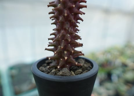 ユーフォルビア　モナデニウム　シューベイ　Euphorbia monadenium schubei