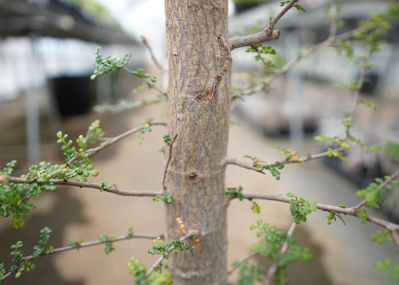 ご神木】オペルクリカリア デカリー | mana's farm:塊根植物・アガベ