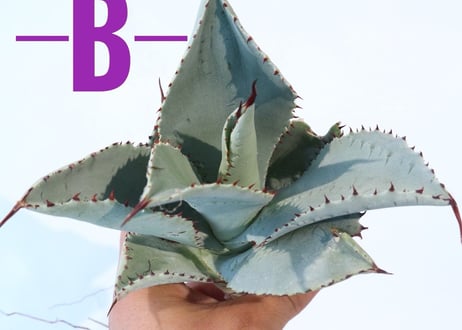 Agave pygmaea 'Dragon Toes'   L