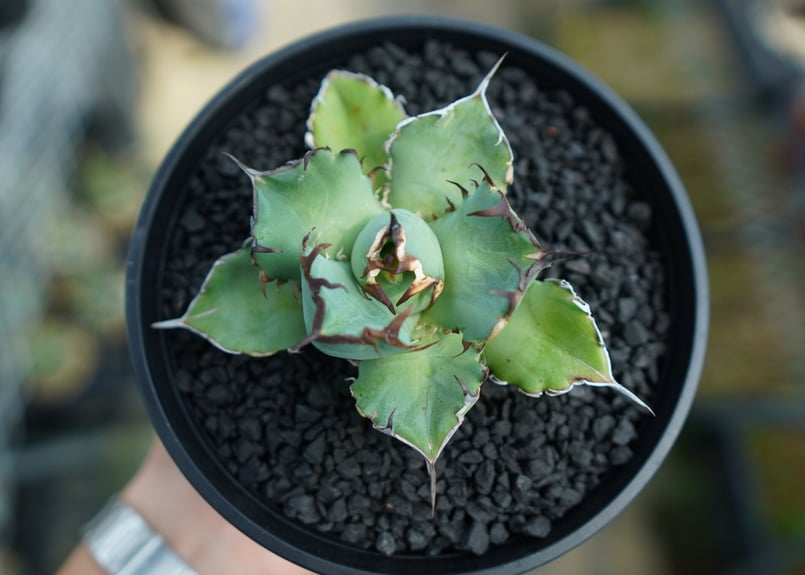 アガベ チタノタ 黒鯨 Agave titanota black whales No.4 |