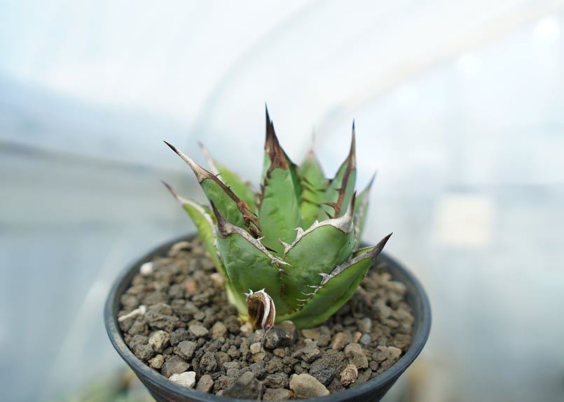 アガベ チタノタ 剣竜 Agave titanota Kenryu No.1 | mana's