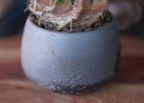 Euphorbia meloformis