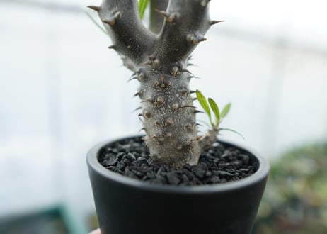 パキポディウム　デンシフローラム　Pachypodium densiflorum　No.6