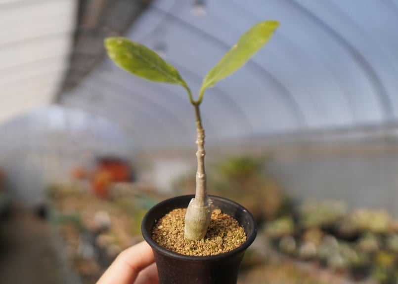 フォッケア マルチフローラ Fockea multiflora | mana's green: フォッケア マルチフローラ Fockea multiflora | mana's green: