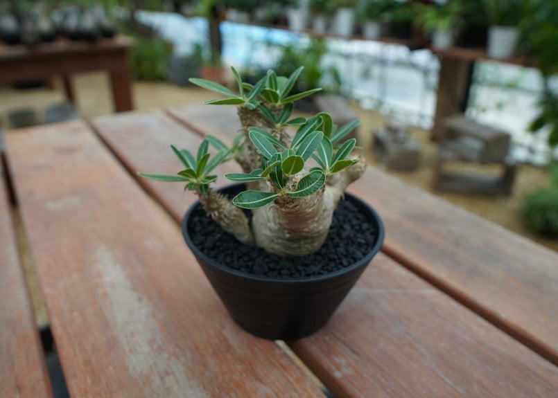 パキポディウム デンシフローラム Pachypodium densiflorum No.4