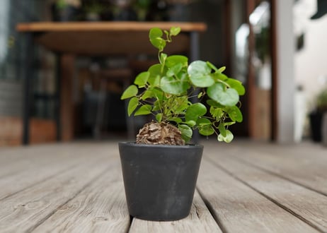 亀甲竜　モンタナ  Dioscorea elephantipes var. montana
