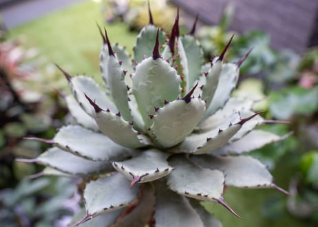Agave macroacantha x Potatorum 中 NO.3 (G)