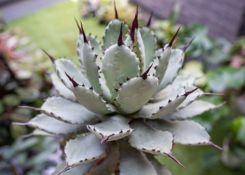 Agave macroacantha x Potatorum 中 NO.3 (G) | man