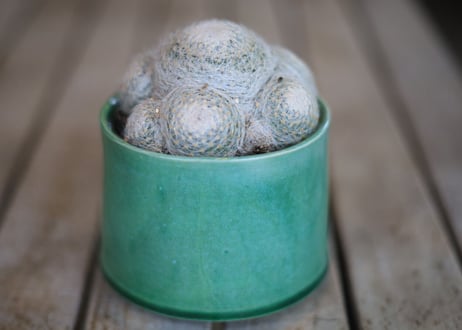 マミラリア　 Mammillaria