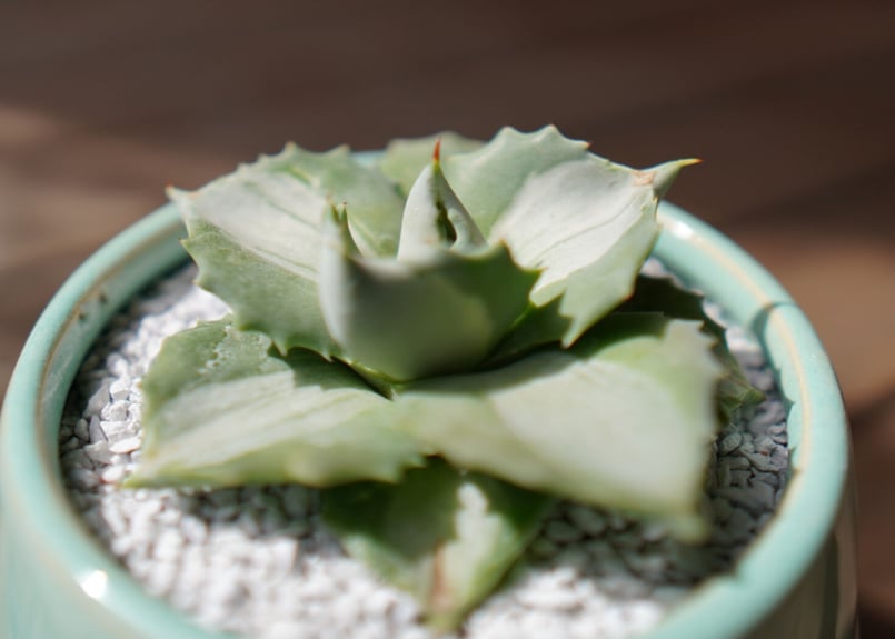 AGAVE 王妃雷神錦 【選抜】ピーチラテ/モモラテ AGAVE 王妃雷神錦 【選抜】ピーチラテ/モモラテ