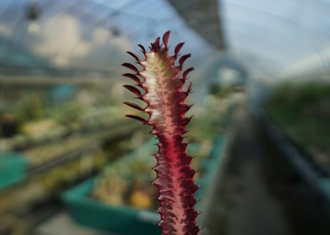 ユーフォルビア　紅彩雲閣　Euphorbia trigona f. rubra　No.3