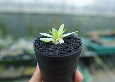 パキポディウム　恵比寿笑い　Pachypodium brevicaule　No.4