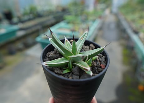 アガベ　ニッケルシー 　Agave nickelsiae