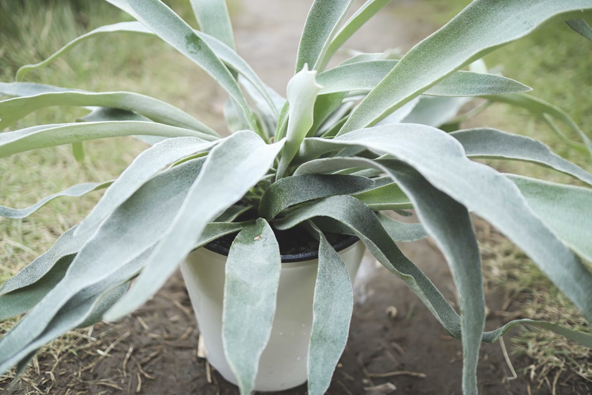 ビカクシダ ヴィーチー | mana's farm:塊根植物・アガベ・ドライ