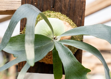 P. bifurcatum sp.white (TC)
