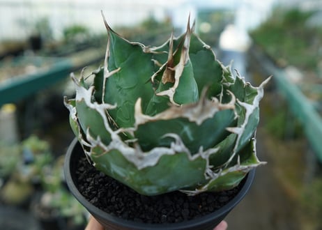 アガベ　チタノタ　白鯨　Agave titanota White whale