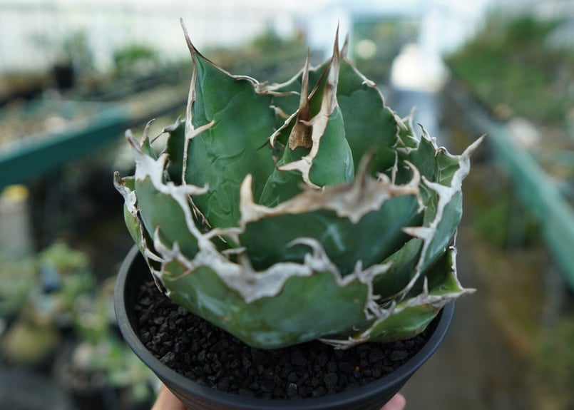 アガベ チタノタ 白鯨 Agave titanota White whale | mana's