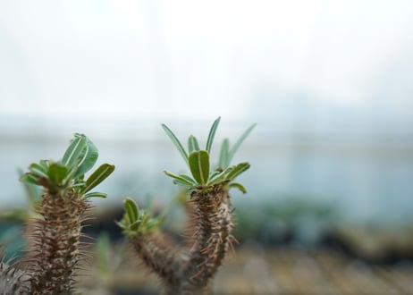 パキポディウム　グラキリス　 Pachypodium Gracilius  No.5