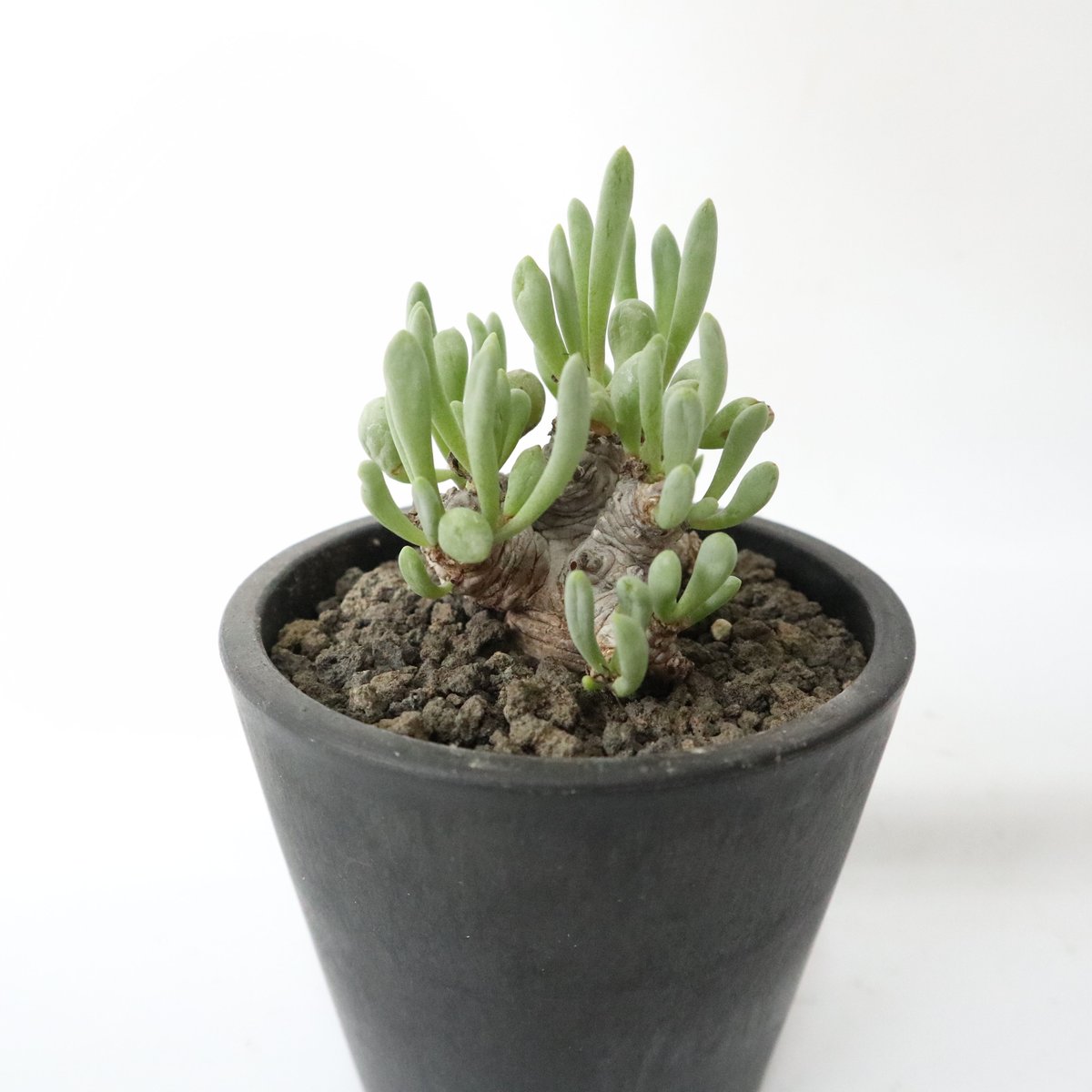 オトンナ　クラビフォリア　現地株　発根済 Othonna clavifolia オトンナ クラビフォリア 現地球 発根済