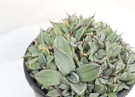 Agave parryi   'Bed of Nails'