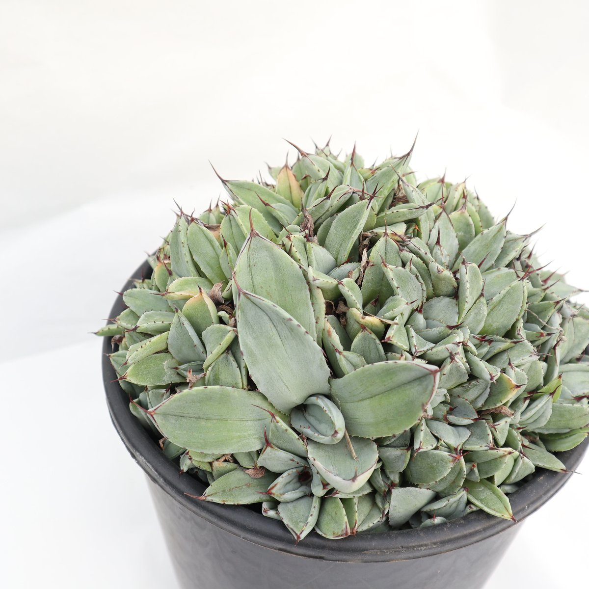 Agave parryi 'Bed of Nails' | mana's farm:塊根植