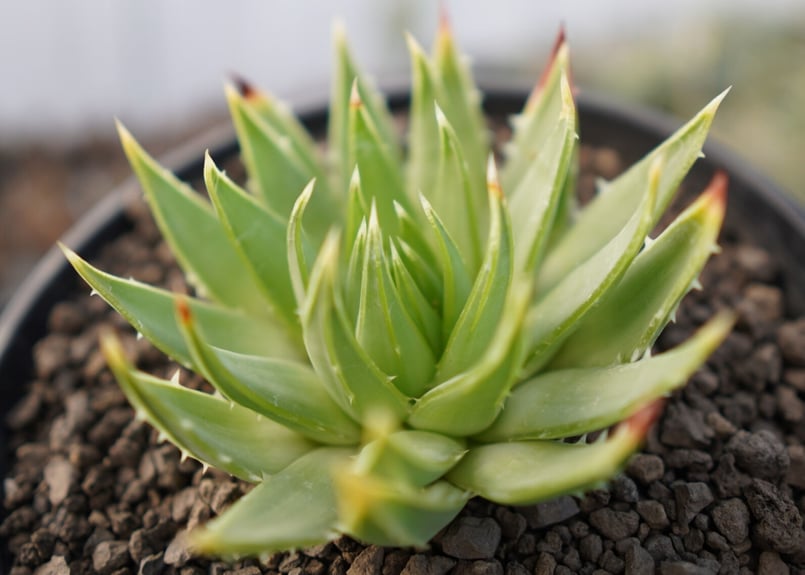 アロエ ポリフィラ No.1 | mana's farm:塊根植物・アガベ・ドライ