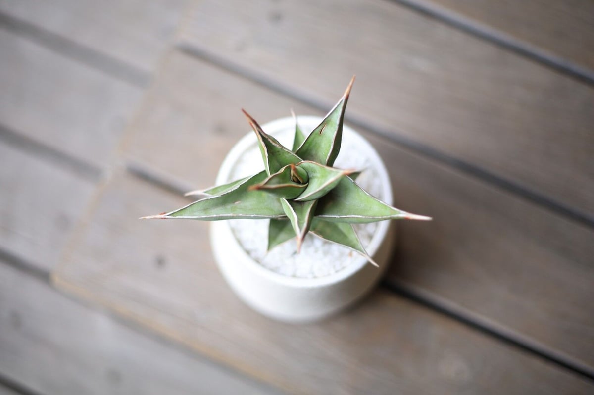 サンスベリア ピンクイキュラ Sansevieria pinguicula | mana's サンスベリア ピンクイキュラ Sansevieria pinguicula | mana's