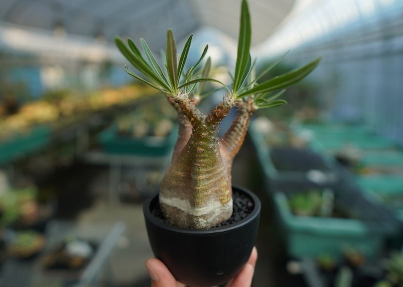ぴっころです。 グラキリス Pachypodium gracilius ⑤ パキポディウム グラキリス Pachypodium Gracilius No.5 | ma