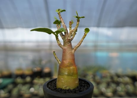 アデニウム　Adenium　No.18