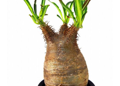 Pachypodium Gracilius パキポディウム  グラキリス  №6  little