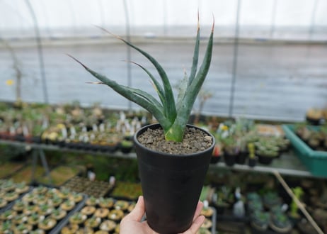 アガベ　ユタエンシス　Agave uthaensis