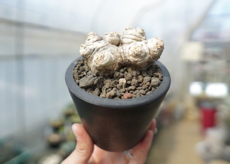 パキポディウム　恵比寿笑い　Pachypodium brevicaule