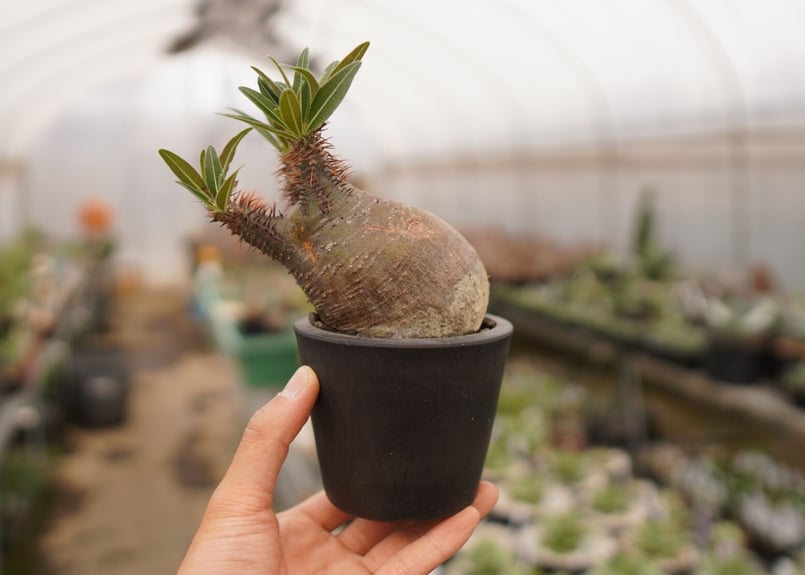 パキポディウム グラキリス B NO.6 | mana's farm:塊根植物・アガベ