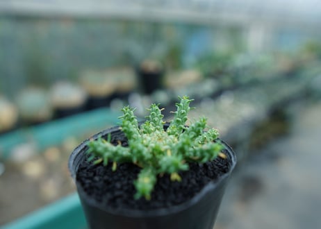 ユーフォルビア　ゴルゴニス　Euphorbia gorgonis  No.4