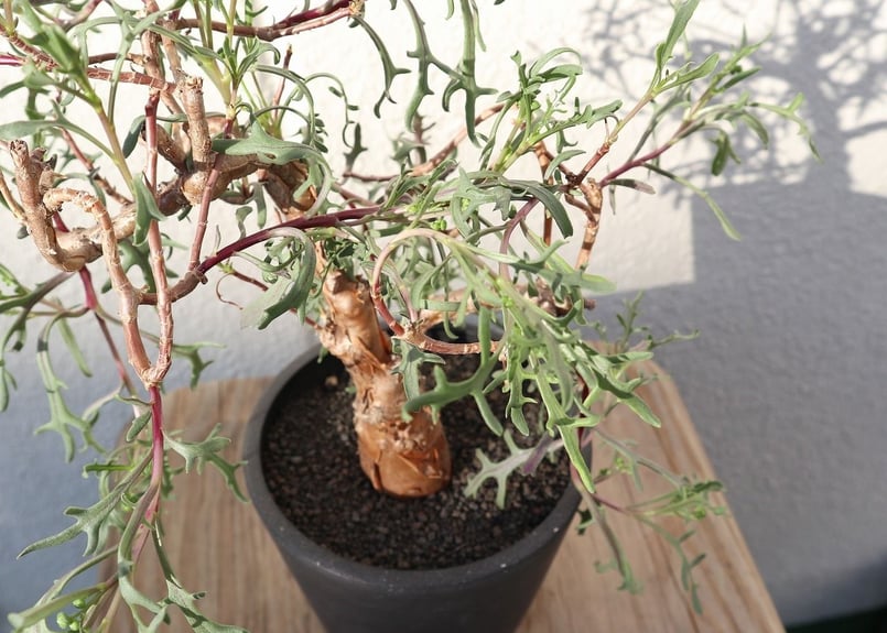 オトンナ ロバタ | mana's farm:塊根植物・アガベ・ドライガーデン植物