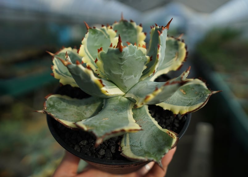 アガベ 兜蟹錦 連棘 Agave isthmensis “Kabutogani” varieg