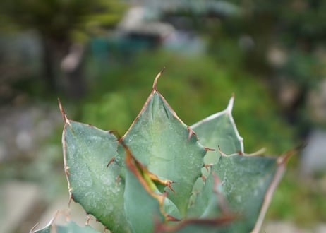 Agave titanota 白鯨 B NO.7