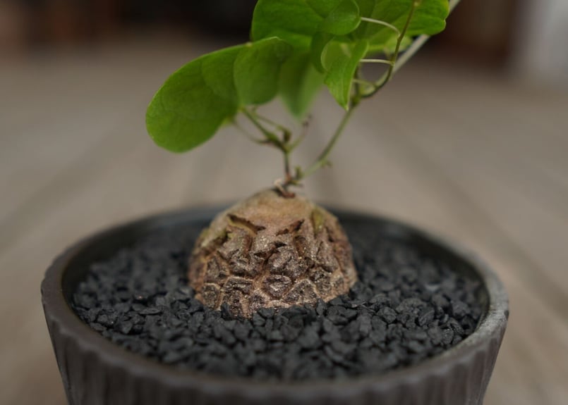 優良株 【亀甲竜】 塊根植物 鉢ごと発送します ③ 亀甲竜 ”塊根植物スターターセット” NO.3 | mana's farm:塊根植物