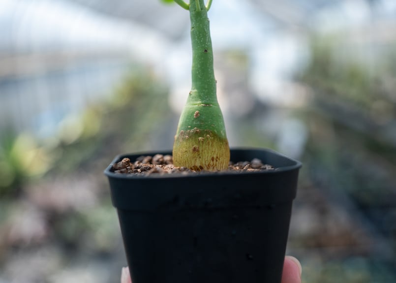 アデニア グラウカ Adenia glauca NO.7 | mana's farm:塊根植
