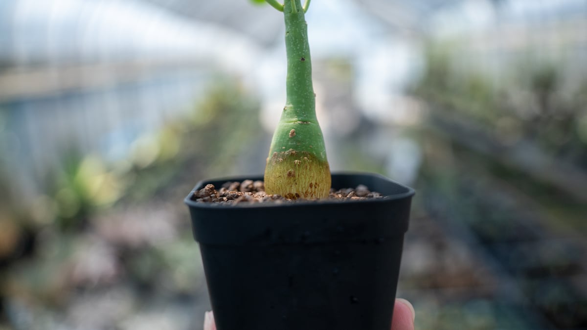 アデニア グラウカ Adenia glauca NO.7 | mana's farm:塊根植