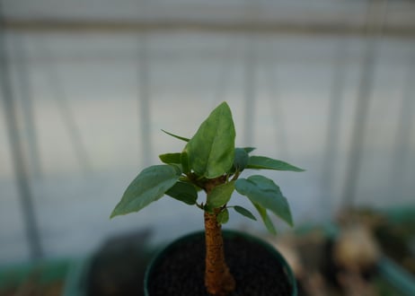 フィカス パルメリー Ficus palmeri