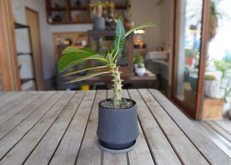 パキポディウム バロニー 実生　Pachypodium baronii