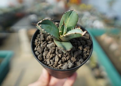 【オンライン限定】アガベ　チタノタ　FO-76　agave titanota  FO-76　No.1