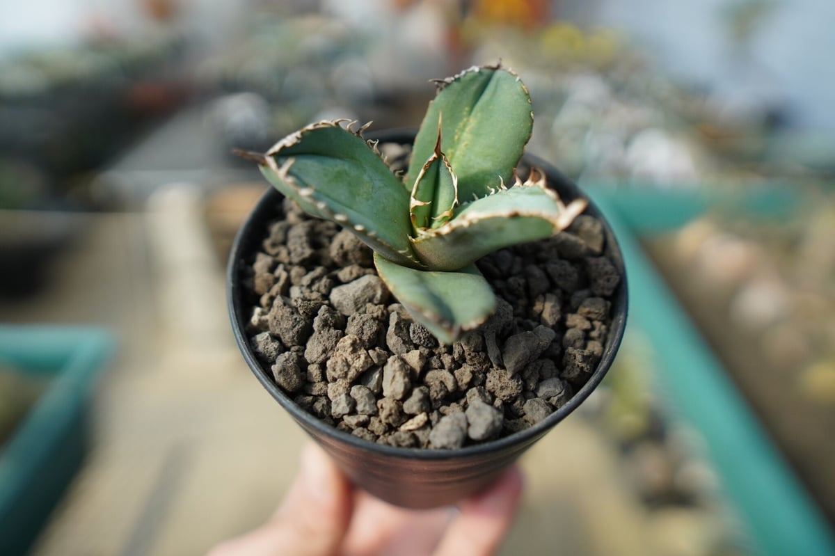 オンライン限定】アガベ チタノタ FO-76 agave titanota FO-76 N