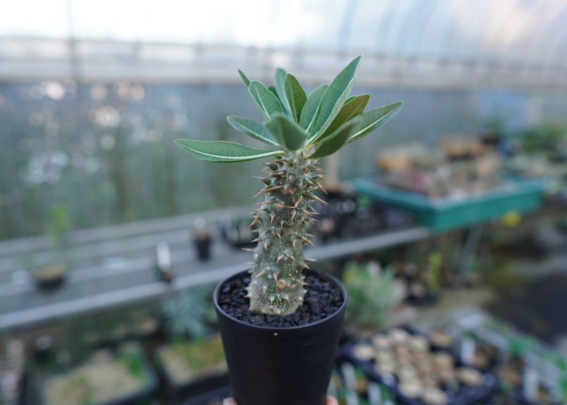 パキポディウム 伊藤ハイブリッド Pachypodium 'Itoh Hybrid' No.