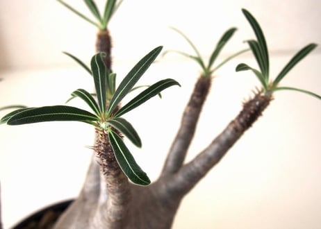 Pachypodium Gracilius パキポディウムグラキリウス